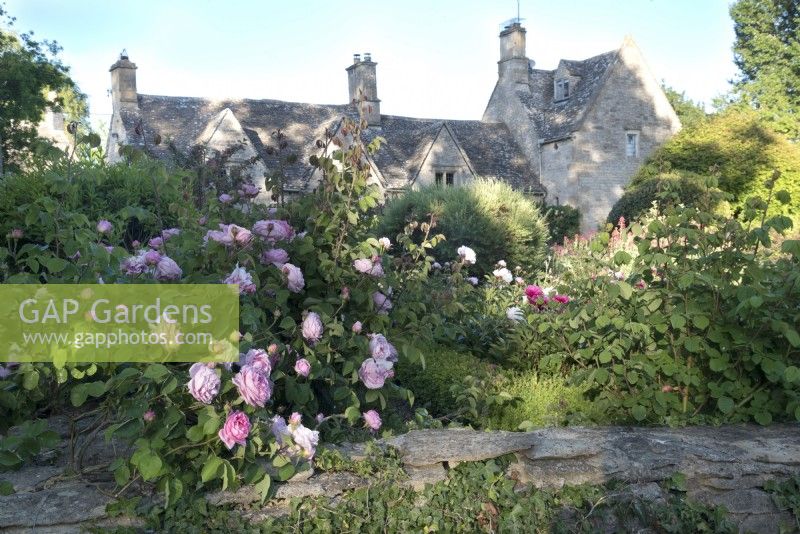 Cotswold Manor jardin de roses et de pivoines