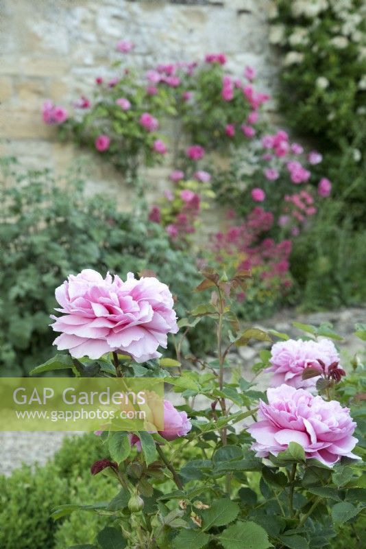 Jardin du manoir des Cotswolds, parterre de roses planté de Rosa Princess Alexandra de Kent et de rosiers grimpants
