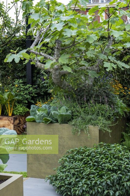 Une jardinière en laiton contient un figuier, des choux, du romarin, des rudbeckias et de l'hysope.