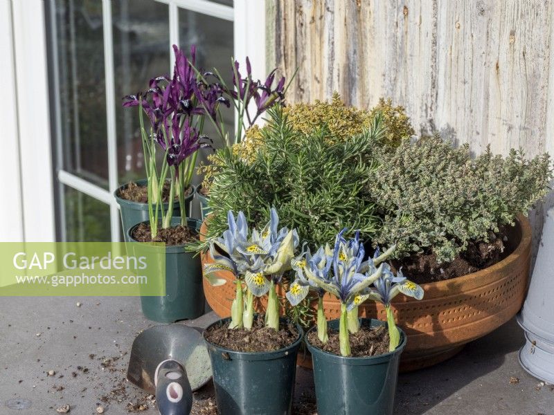Préparez-vous à planter un pot en terre cuite avec des herbes et des premiers Iris reticulata