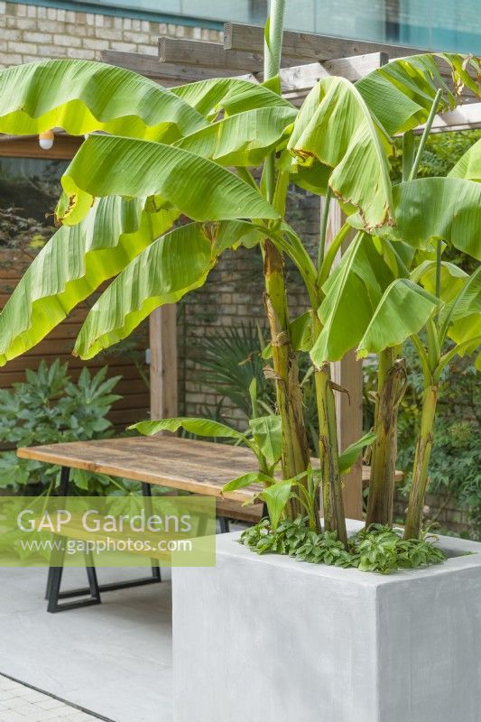 Musa basjoo dans une grande jardinière surélevée dans un jardin de cour contemporain avec pergola et table extérieure et bancs en bois. septembre