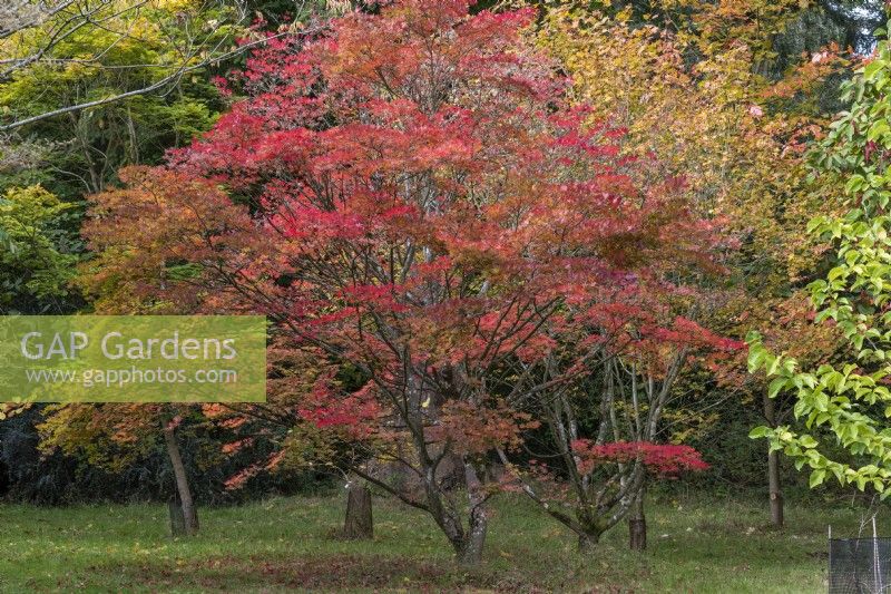 Acer sieboldianum, érable de Siebold, érable du Japon au feuillage vert moyen velouté qui, à l'automne, devient doré, rose puis pourpre.