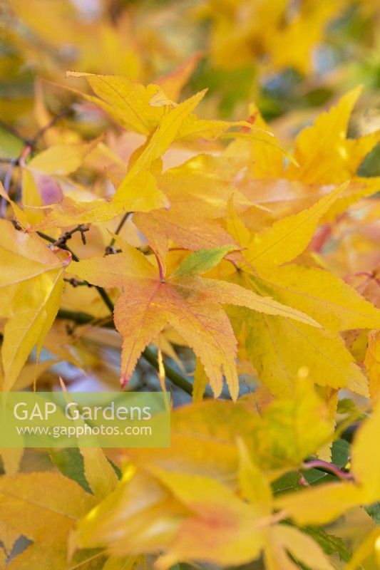 Acer palmatum matsumurae, érable japonais, a un feuillage vert qui, à l'automne, devient de plus en plus doré.