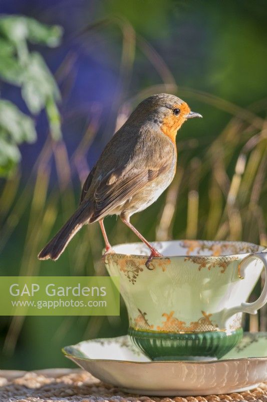 Erithacus rubecula aux abords - European Robin perché sur une tasse de thé en porcelaine