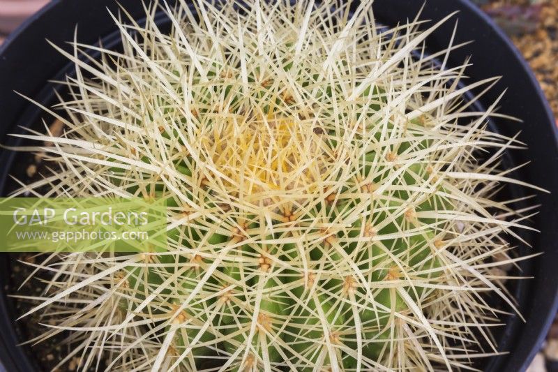 Echinocactus grusonii - Golden Barrel Cactus ou Coussin de belle-mère - Septembre