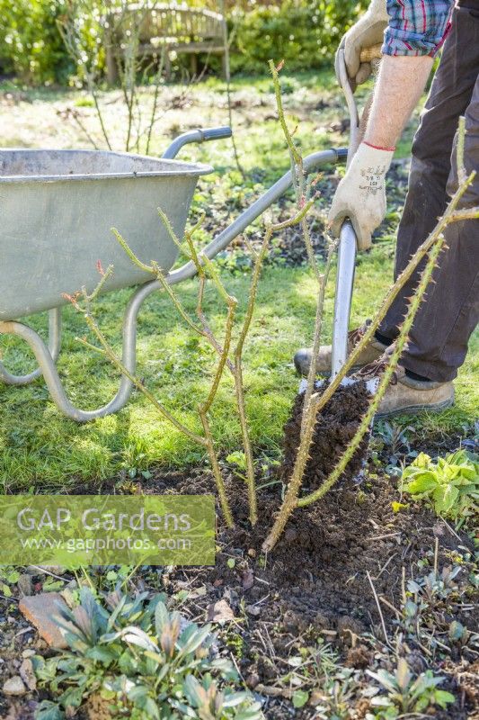 Entretien des rosiers buissons. Homme ajoutant du compost de jardin bien pourri comme paillis autour de la base d'un rosier arbustif établi après le désherbage et l'élagage. mars