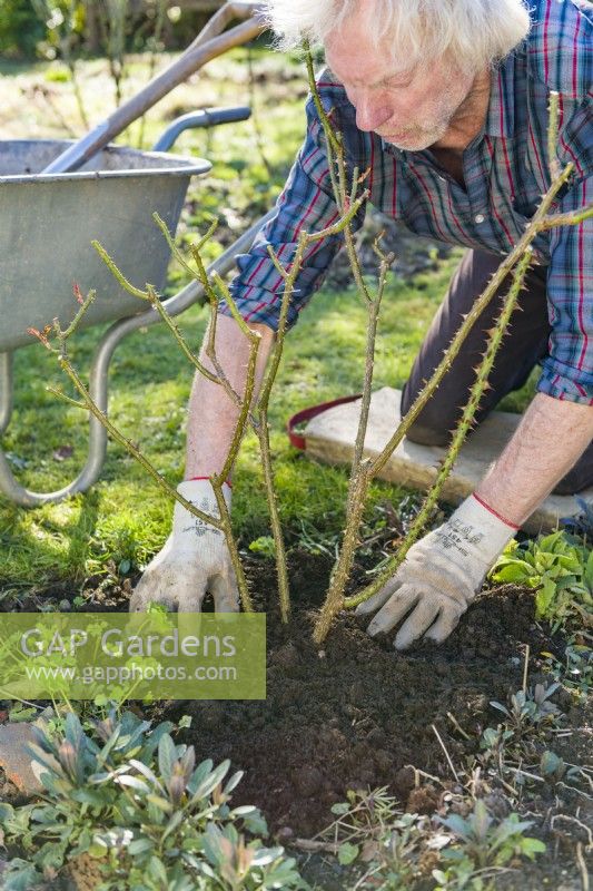 Entretien des rosiers buissons. Homme ajoutant du compost de jardin bien pourri comme paillis autour de la base d'un rosier arbustif établi après le désherbage et l'élagage. mars
