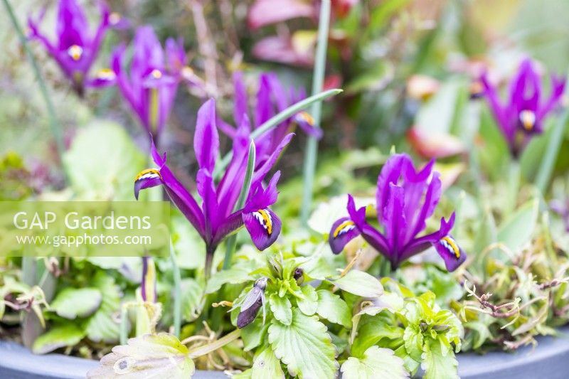 Iris 'JS Dijt' floraison en pot d'hiver