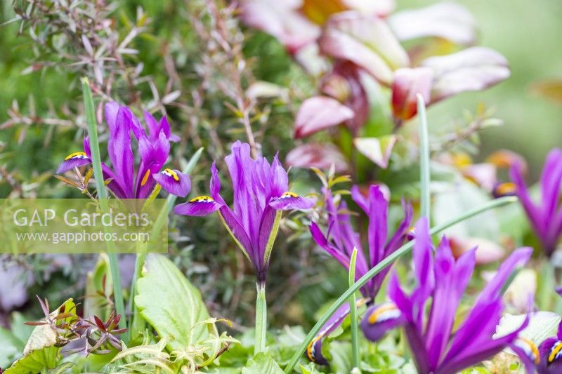 Iris 'JS Dijt' floraison en pot d'hiver