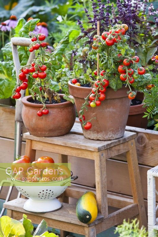 Tomates cultivées en pot et récolte sur échelle.