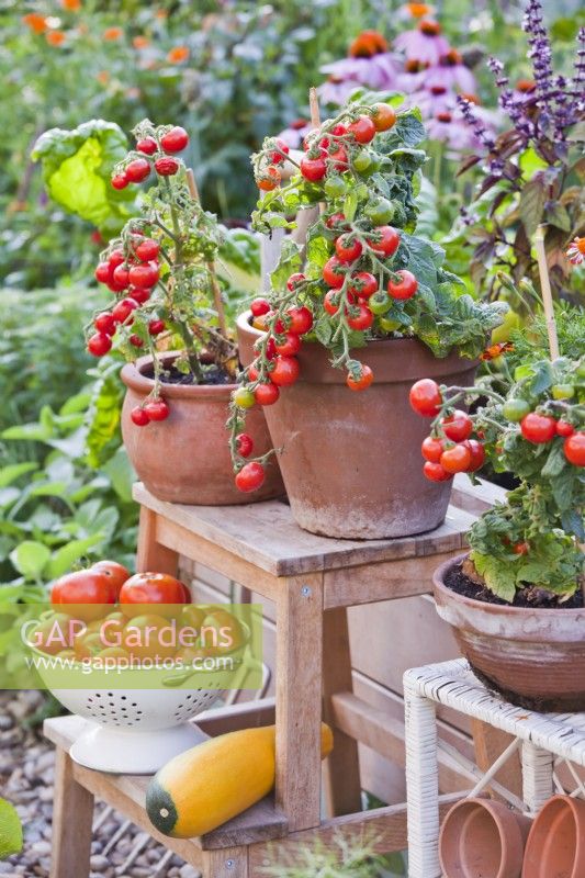 Tomates cultivées en pot et récolte sur échelle.