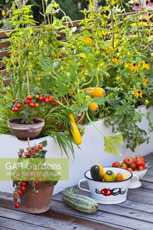 Tomates et courgettes cultivées en pot sur le toit-terrasse.