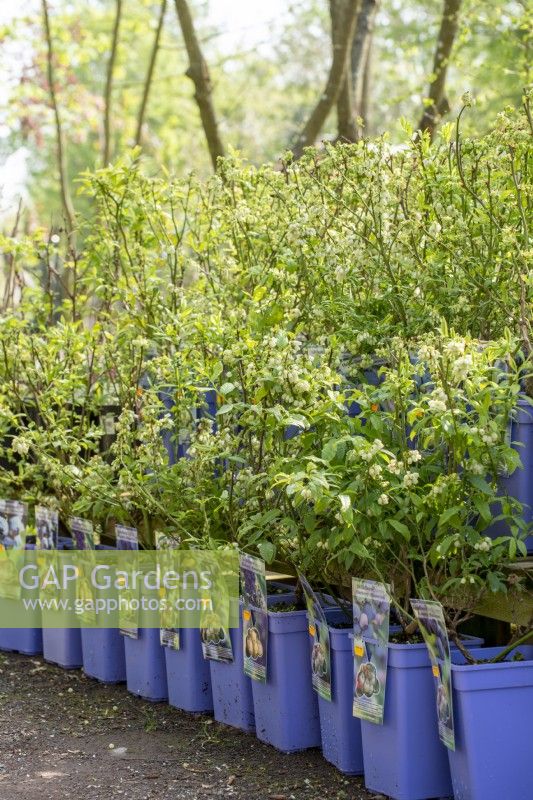 Pots violets de plants de bleuets étiquetés pour la vente