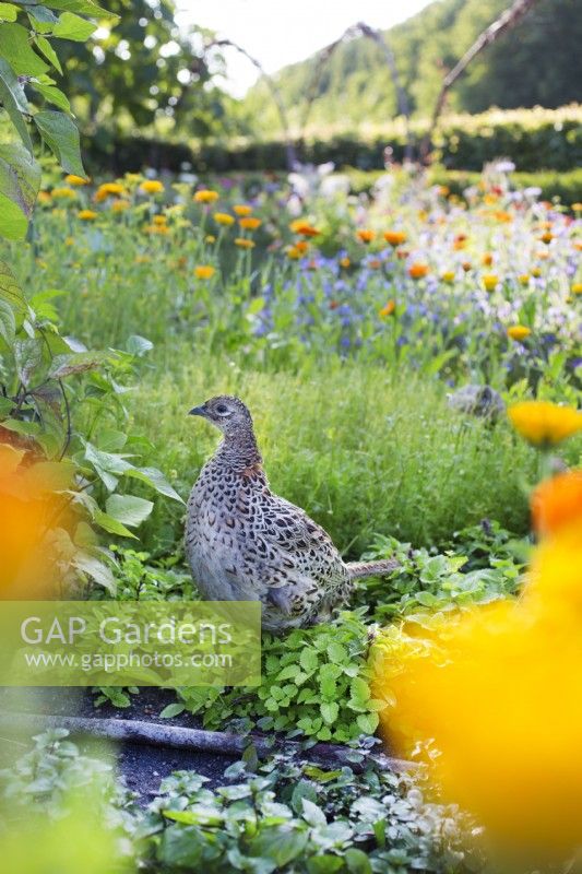 Poule Faisan dans un jardin fleuri, juillet