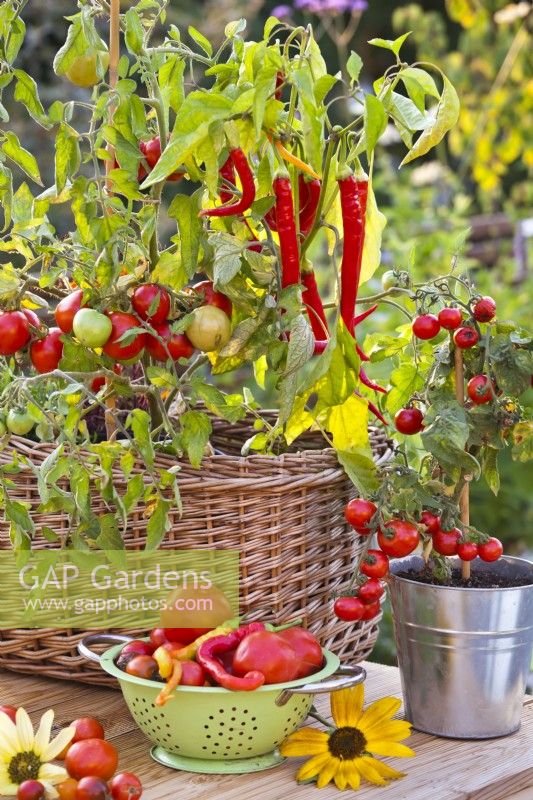 Tomates et poivrons cultivés en pot et récolte sur la table.