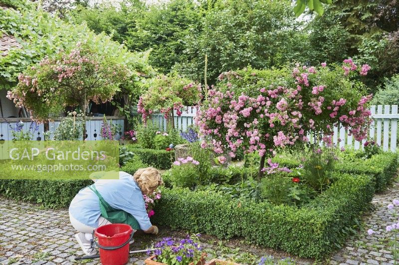 Rosa Polianta, rosier, Buxus sempervierens, buis, Femme travaillant dans un jardin de ferme traditionnel et nettoyant le chemin par des parterres de fleurs bordés de Buxus sempervierens. Plates-bandes avec Rosa standard - Rose - sous-planté