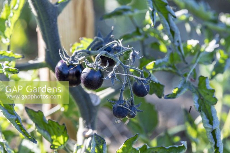 Solanum lycopersicum 'Zèbre' - Tomate