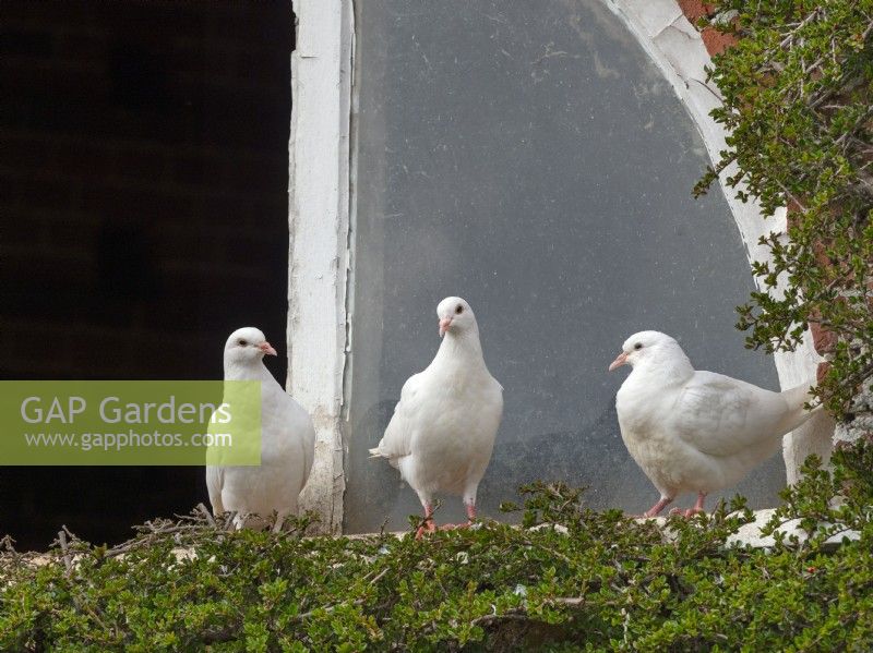 Fan-Tailed Pigeons perché à l'extérieur du pigeonnier dans le jardin