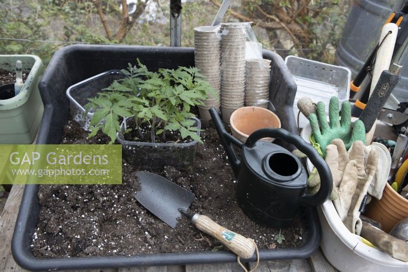 Les plants de tomates dans un carton de fruits recyclé en plastique sont assis sur une table de rempotage à côté d'une truelle, d'un paquet de pots de plantes écologiques et d'un arrosoir. Divers accessoires de jardinage, y compris des gants et des outils de jardinage, sont assis à côté de la table de rempotage.