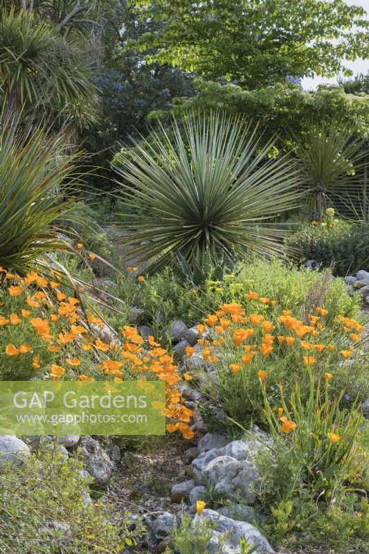 Eschscholzia californica - Pavot de Californie avec Yucca thompsoniana dans jardin sec