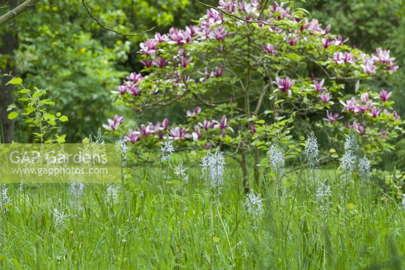 Camassias naturalisé en herbe rugueuse avec Magnolia liliiflora. Mai