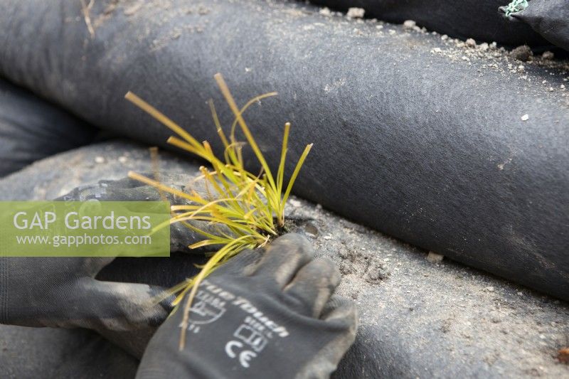 A plug plant is carefully planted within a modular vegetated retaining wall. The plant is carex testacea, orange New Zealand sedge. 