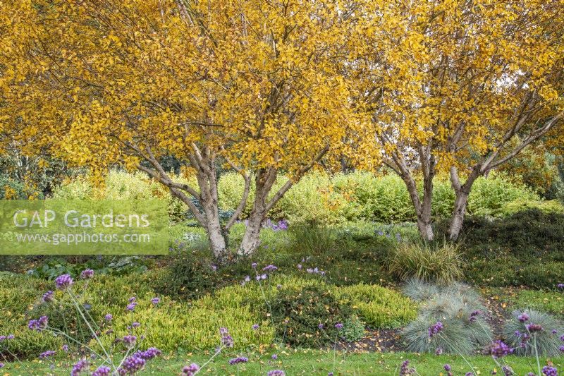 Couleur d'automne dans le jardin d'hiver des jardins de Bressingham, Norfolk, conçu par Adrian Bloom - octobreBetula apoiensis 'Mount Apoi', Cornus sanguinea 'Midwinter Fire, Verbena bonariensis