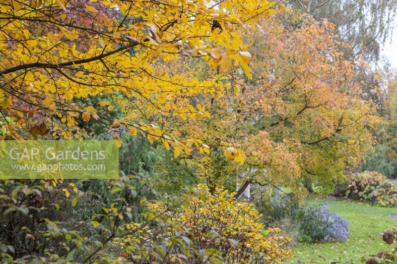 Couleur d'automne dans Adrian's Wood aux jardins de Bressingham, Norfolk - octobre Nyssa sylvatica, Fothergilla monticola, Cotinus obovatus.