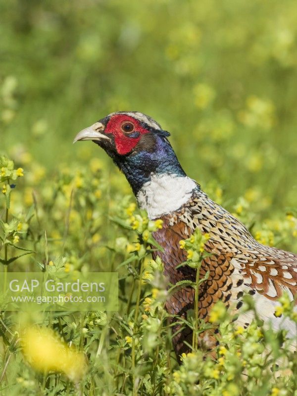 Phasianus colchicus - Cock pheasant in meadow of yellow rattle