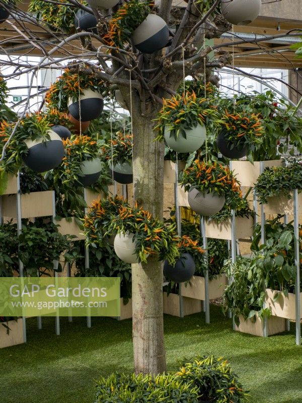 Exposition de différentes variétés de piments chili à Floriade Expo 2022 Exposition horticole internationale Almere Pays-Bas