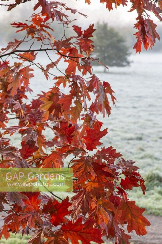 Feuilles de Quercus rubra - Novembre
