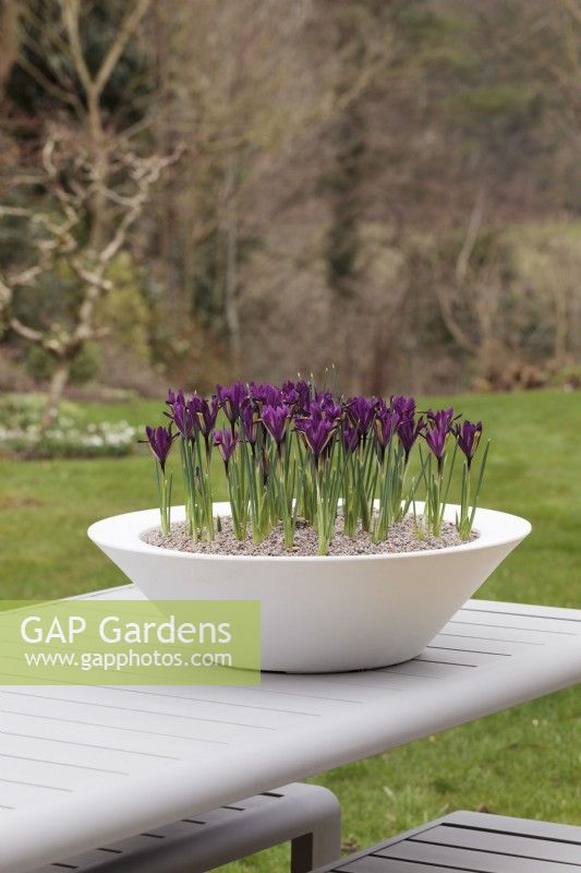 Iris reticulata 'Purple Hill' dans un pot blanc sur table dans jardin - mars