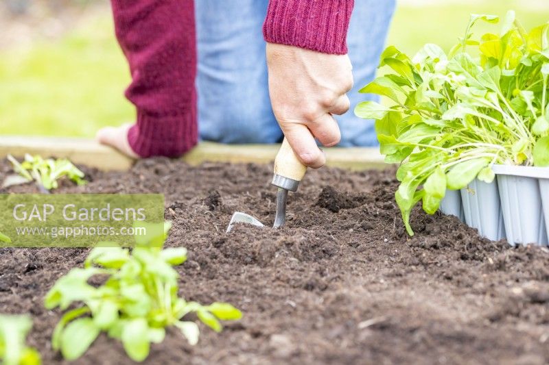 Femme creusant un petit trou pour planter les bouchons Salad Rocket