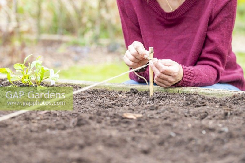 Femme attachant une ligne pour semer des graines de roquette à salade le long