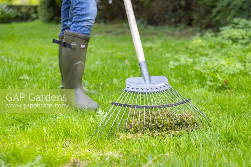 Femme scarifiant la pelouse pour enlever la mousse