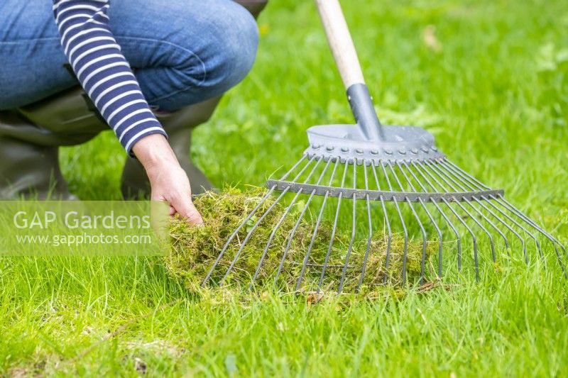 Femme enlevant la mousse du râteau après avoir scarifié la pelouse