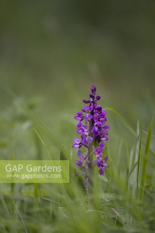 Une orchidée pourpre parmi Orchis mascula parmi l'herbe. Fermer. Le printemps.