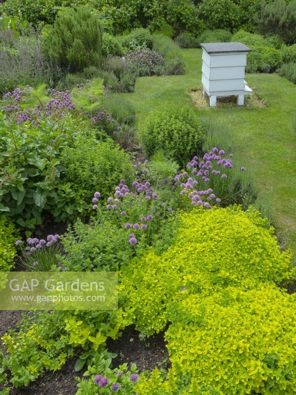 Allium schoenoprasum Ciboulette Origanum vulgare 'Aureum' - Marjolaine dorée dans un jardin d'herbes aromatiques avec une ruche d'abeille traditionnelle