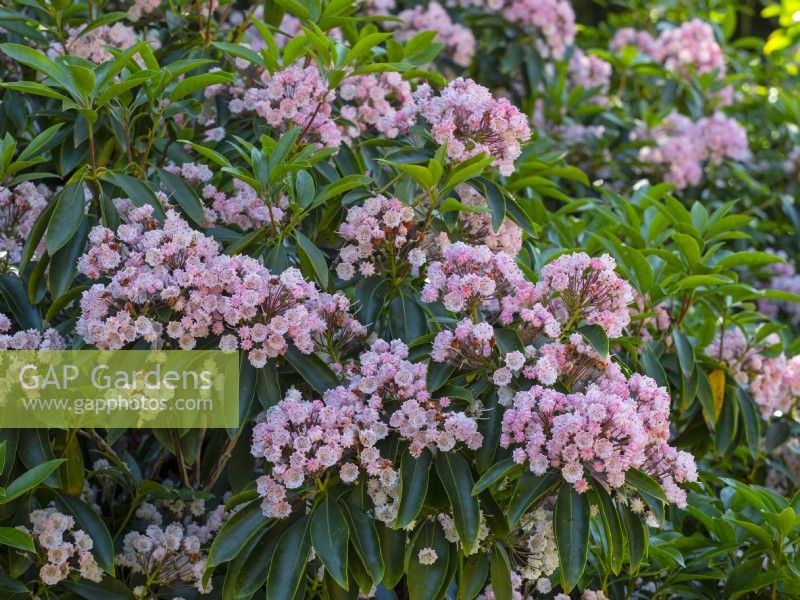 Kalmia latifolia - Mountain Laurel floraison fin juin