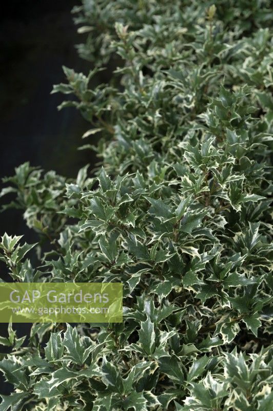Osmanthus heterophyllus 'Variegata' houx osmanthus
