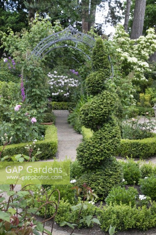 Box Garden avec if en spirale menant à West Pergola à Hamilton House garden en mai