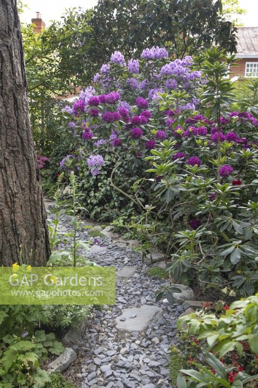 Chemin d'ardoise à travers les rhododendrons au jardin de Hamilton House en mai
