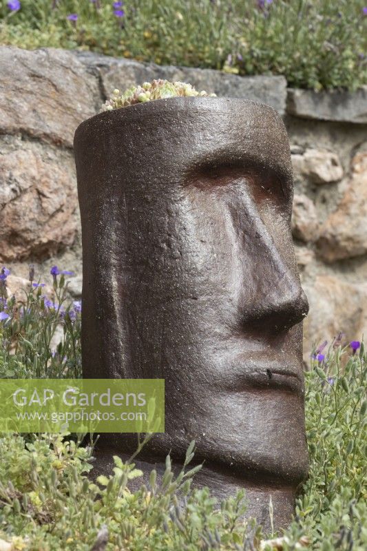 Des têtes sculpturales de style île de Pâques sont plantées de sempervivums, pour un intérêt tout au long de l'année. Le printemps