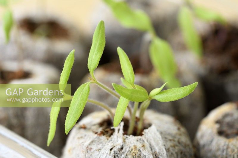 Solanum lycopersicum Plants de tomates poussant dans des mottes de tourbe prêtes à éclaircir Syn. Lycopersicon esculentum mars