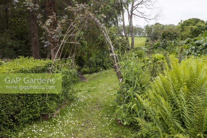 Une arche de jardin rustique faite maison a des pois de senteur qui y poussent et Rosa Glauca qui y pousse. Lewis Cottage, jardin NGS Devon. Le printemps.