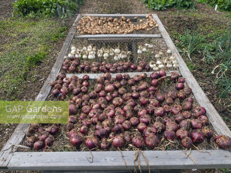 Harvested Onions drying on wire  rack  August