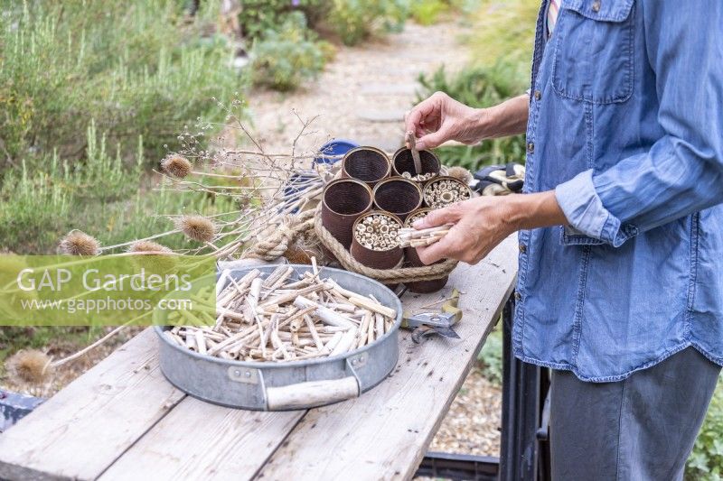 Woman placing dried Dipsacus - Teasel stems in the tin can bee hotel