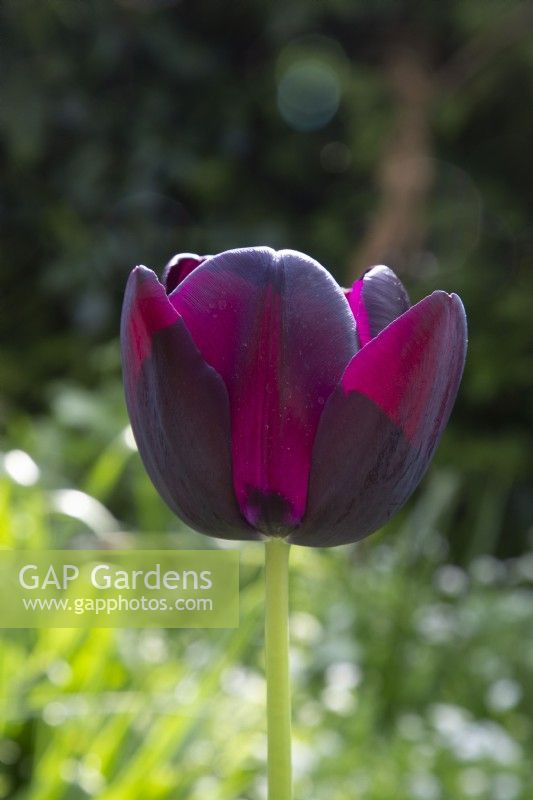 Tulip 'Paul Scherer' flowering in spring 