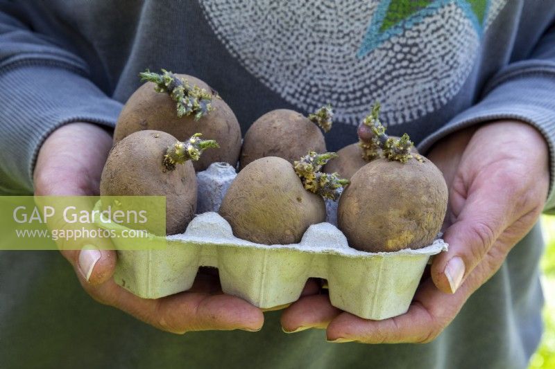 Femme tenant des pommes de terre de semence biologiques « Maris Piper » chiant dans une boîte à œufs en carton prête à être plantée sur un lotissement