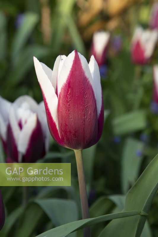 Tulip 'African King' flowering in Spring